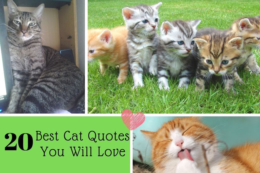 20 Best Cat Quotes You Will Love (Always)